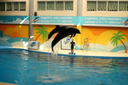 İzmir'de Yunus Gösterisinde Evlilik Teklifi