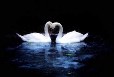 Kuğulu Park'ta Romantik Evlilik Teklifi - 2228