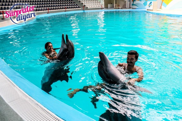 Surprise Marriage Proposal with Dolphins